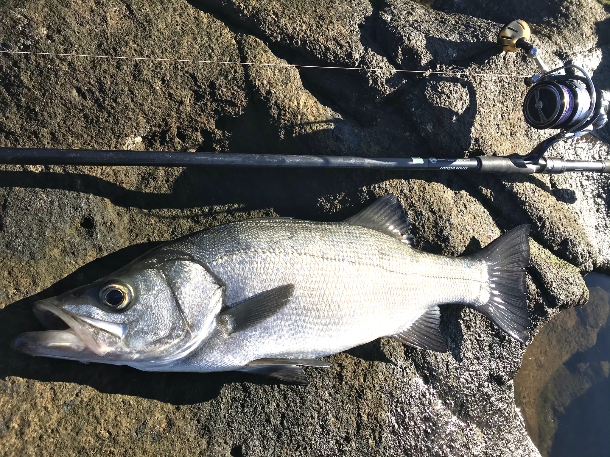 伊豆半島 21年1月上旬 ヒラスズキ釣行 磯釣りらいふろぐ